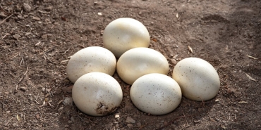 Turkiye8217nin-Egitim-Harcamalari-OECD-Ortalamasinin-Cok-Altinda-featured